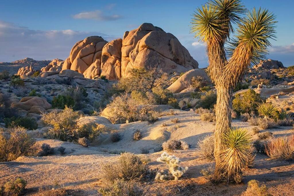 Butterfly House: A Tranquil Haven In Joshua Tree Vila Exterior foto